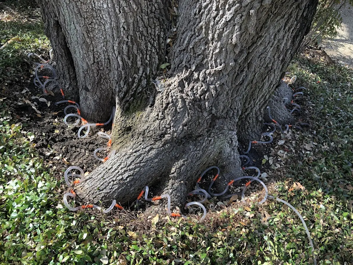 Detailed Tree Cabling and Bracing job site in Minerva